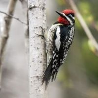 yellow bellied sapsucker image